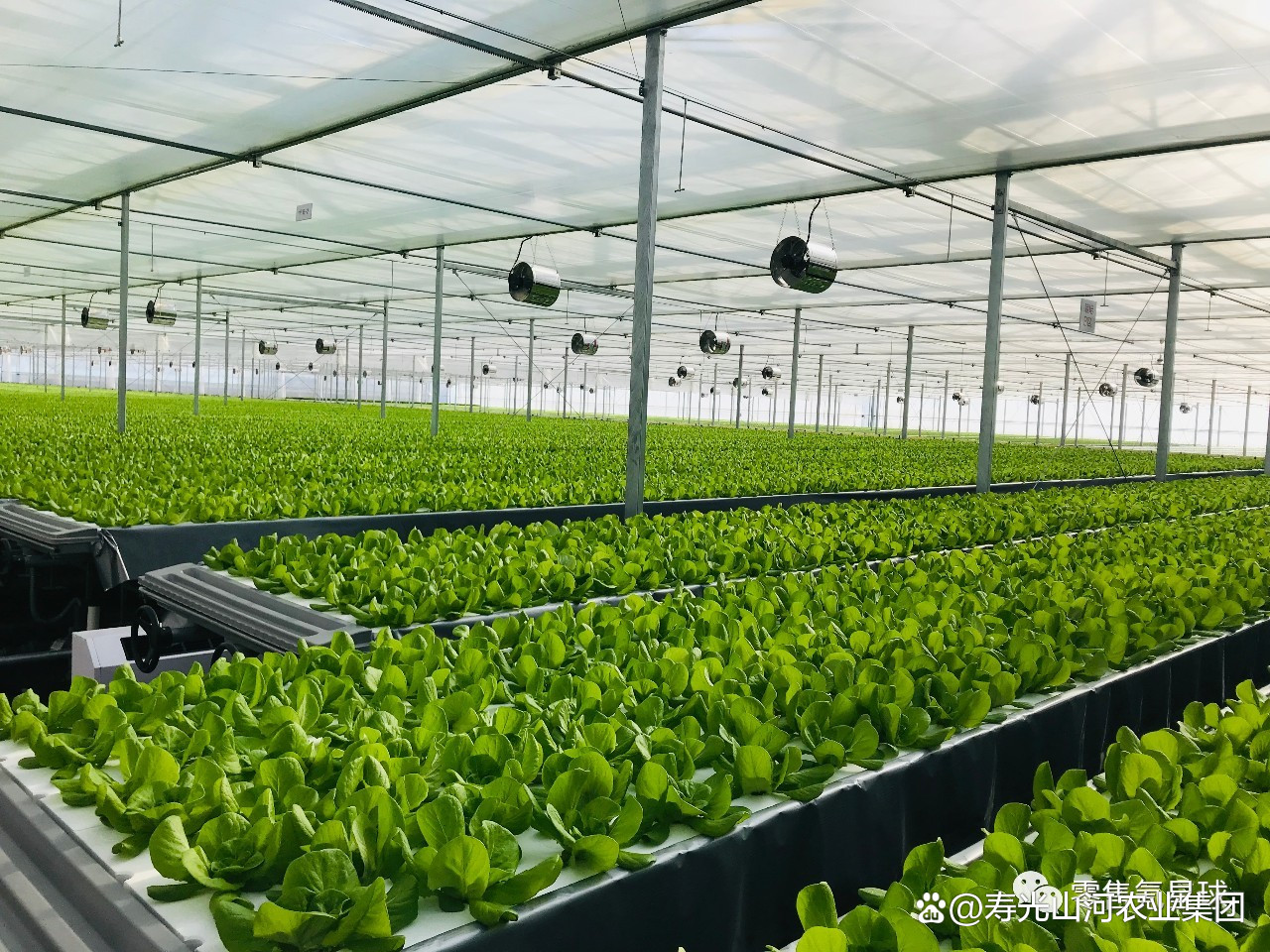 大棚蔬菜种植养殖 多元经营，提质增效