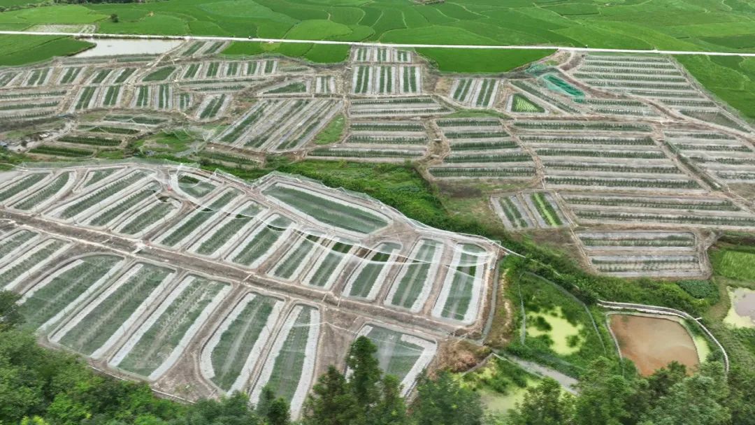 锦屏 稻田养蛙 走出产业致富新路子