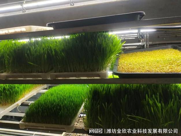 金欣农业改装式水培牧草不同于传统土壤养殖