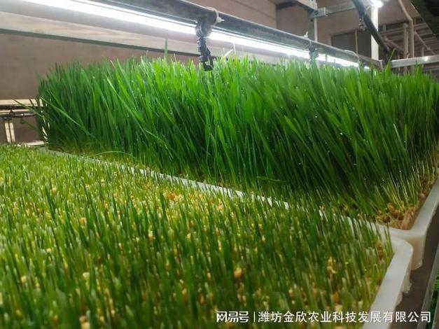 水培牧草集装箱设备 种植养殖一体化的最佳解决方案