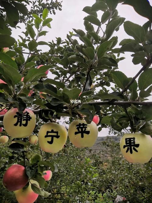甘肃静宁雷大梁果二代,从事种植,养殖,推广家乡农畜产品 雷大梁海拔