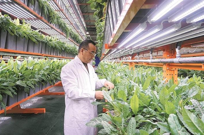 兵团统筹推进饲草种植、高效养殖、粪污资源化利用,蹚出畜牧业发展新路:用&ldquo;循环&rdquo;破解发展与保护难题
